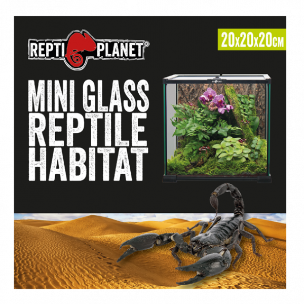 Mini Glas Terrarium